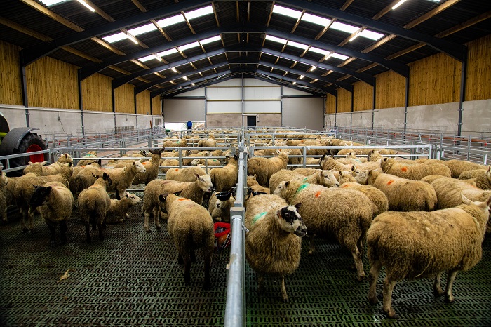 مدل های پرورش گوسفندان چگونه است