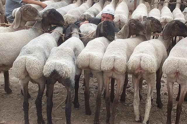 آشنایی با انواع نژاد گوسفندان در افغانستان