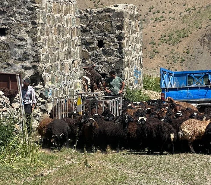 آشنایی برای روش های خرید و فروش گوسفند نژاد نائینی