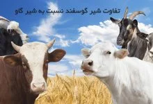 شیر گوسفند نسبت به شیر گاو چه تفاوتی دارد