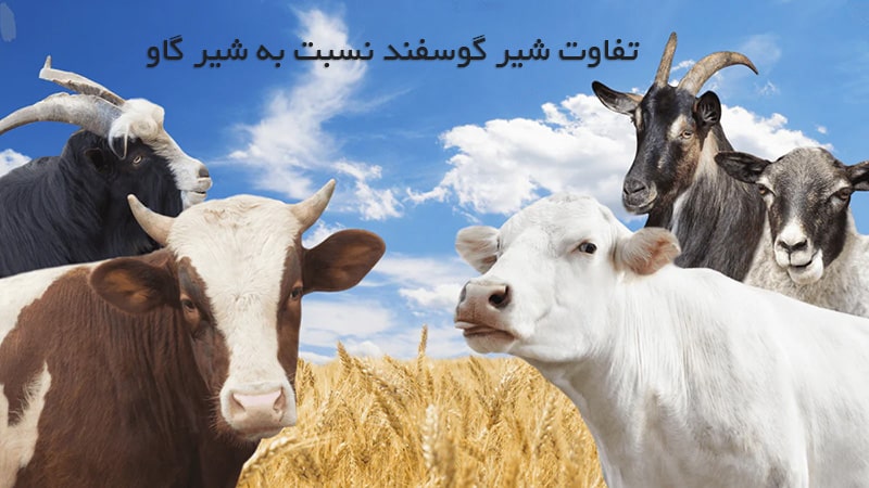 شیر گوسفند نسبت به شیر گاو چه تفاوتی دارد