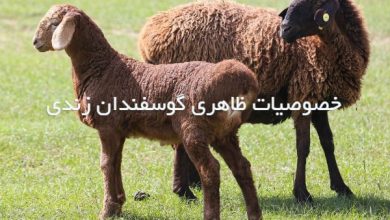 درباره خصوصیات ظاهری گوسفندان زندی بیشتر بدانیم