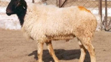 خصوصیات فیزیکی گوسفند نژاد کرمانی کدامند