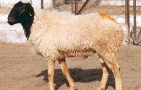 خصوصیات فیزیکی گوسفند نژاد کرمانی کدامند
