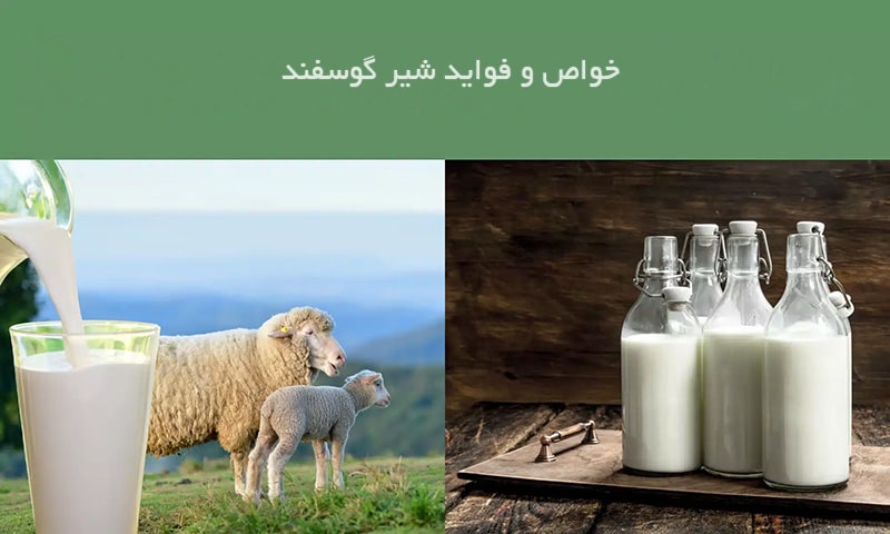 آشنایی با خواص و فواید شیر گوسفند