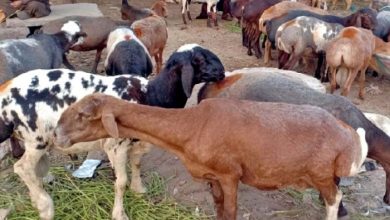 خوراک گوسفندان در افغانستان چگونه تامین میشود