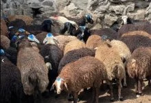 در کدام مناطق ایران گوسفند نژاد سافولک بیشتر وجود دارد