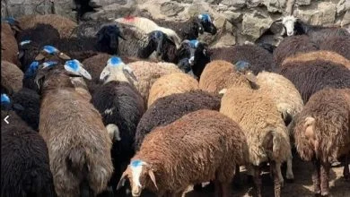 در کدام مناطق ایران گوسفند نژاد سافولک بیشتر وجود دارد