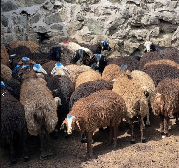 در کدام مناطق ایران گوسفند نژاد سافولک بیشتر وجود دارد