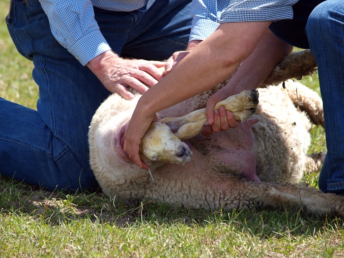 راه های جلوگیری از سقط جنین در گوسفندان چگونه است