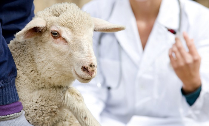 روش های درمان مسمومیت مس در گوسفندان کدامند
