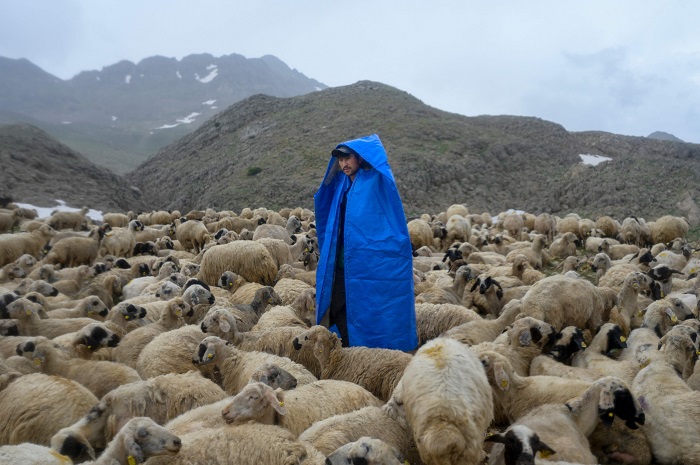 روش های پرورش گوسفندان در افغانستان چگونه است