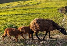 آشنایی با زیست بوم گوسفند نژاد زل