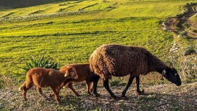 آشنایی با زیست بوم گوسفند نژاد زل