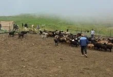 زیستگاه گوسفند نژاد فراهانی کدام استان ایران می باشد