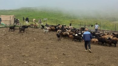 زیستگاه گوسفند نژاد فراهانی کدام استان ایران می باشد