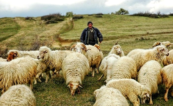 زیستگاه گوسفند نژاد کرمانی کجاست