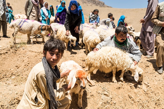 قیمت نژاد گوسفندان در افغانستان به چه عواملی بستگی دارد