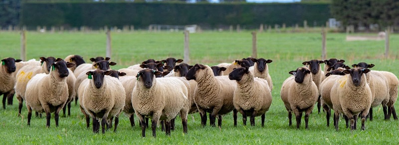 قیمت گوسفند نژاد سافولک به چه عواملی بستگی دارد