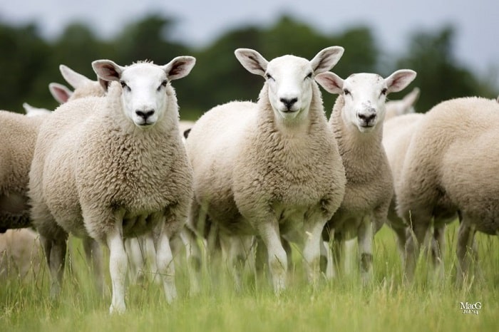 ویژگی های پشم گوسفندان نژاد طالشی و اتابای