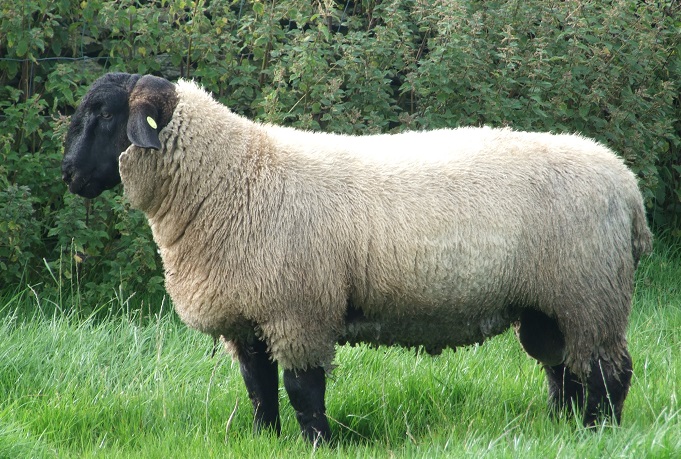 گوسفندان سافولک دارای چه ویژگی هایی هستند