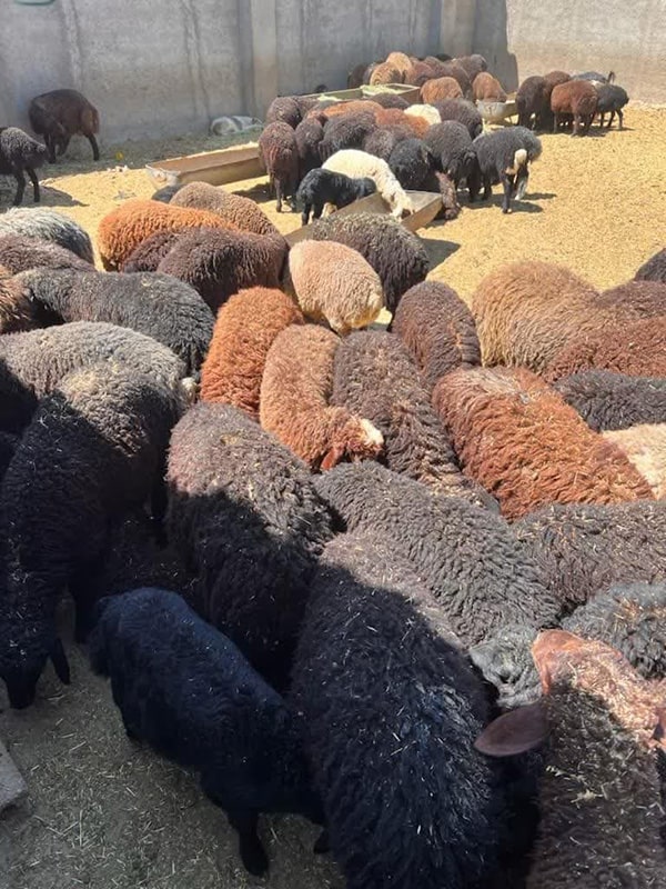 روش‌های پرورش و نگهداری گوسفندان نژاد طالشی و اتابای