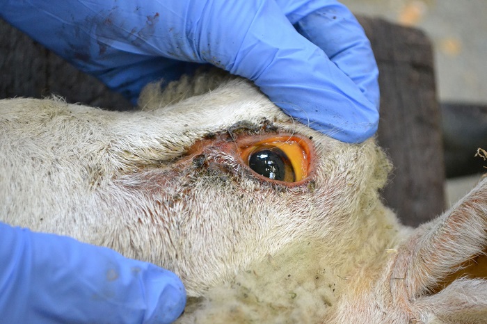 چه عواملی باعث مسمومیت مس در گوسفندان میشود