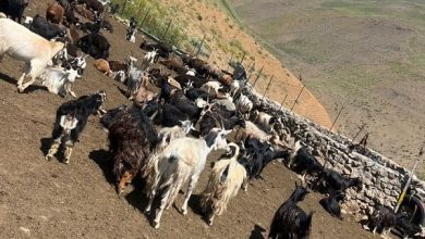 کدام مناطق ایران دارای نژاد بیشتری از گوسفند نژاد نائینی است