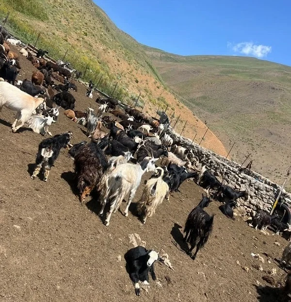 کدام مناطق ایران دارای نژاد بیشتری از گوسفند نژاد نائینی است