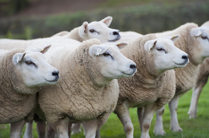 کدام نژاد گوسفندان بیشتر دچار مسمومیت مس میشوند