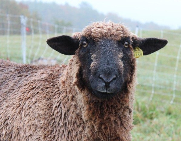 عامل بیماری اکتیما در گوسفندان چیست