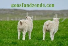 گوسفند زنده کرج