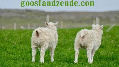 گوسفند زنده کرج