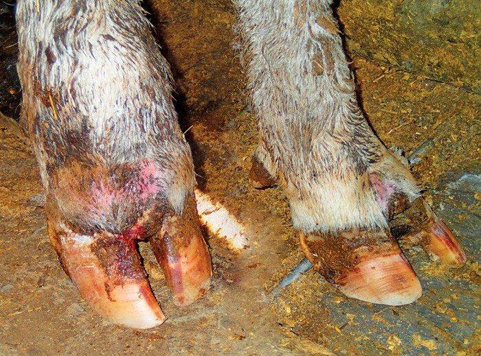 بیماری آبسه پا در گوسفندان چیست