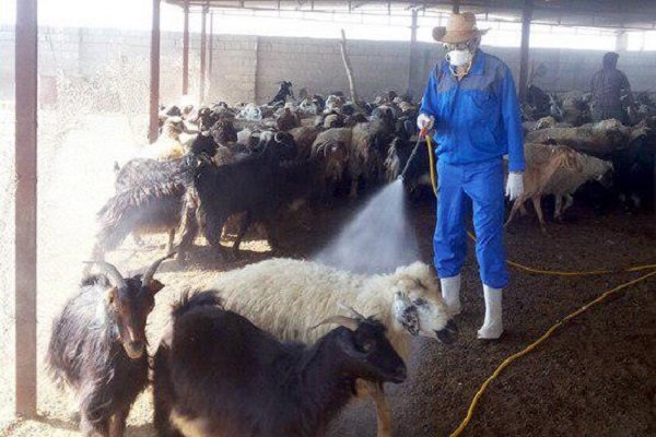 علائم بیماری آبسه پا در گوسفندان کدامند 