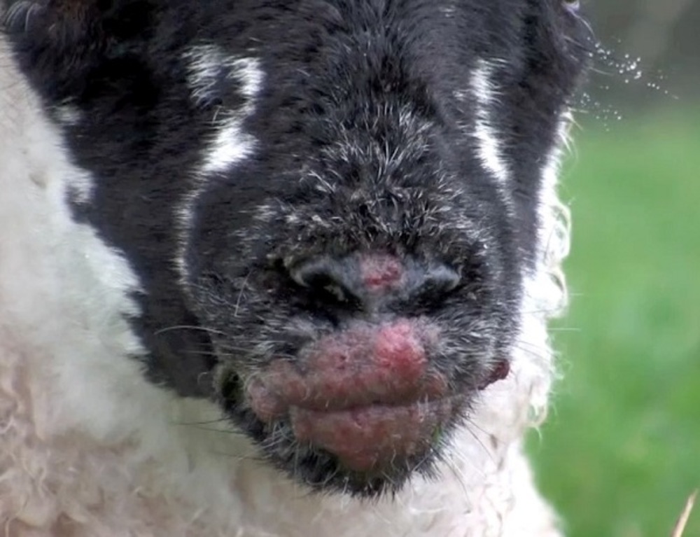 بیماری اکتیما در گوسفندان چیست