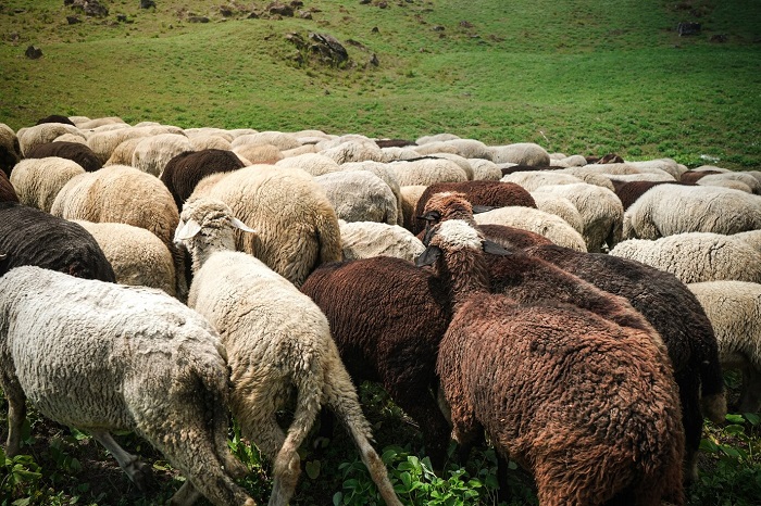 راه های پیشگیری از نفخ شکم در گوسفندان کدامند