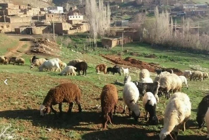 دام ها چه مزایایی برای انسان ها دارند