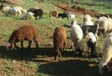 دام ها چه مزایایی برای انسان ها دارند