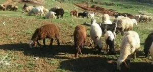 دام ها چه مزایایی برای انسان ها دارند
