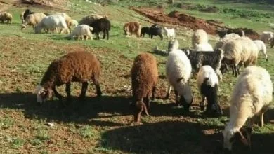 دام ها چه مزایایی برای انسان ها دارند