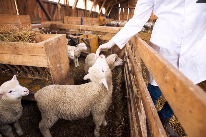 درمان نفخ در گوسفندان چگونه انجام میشود