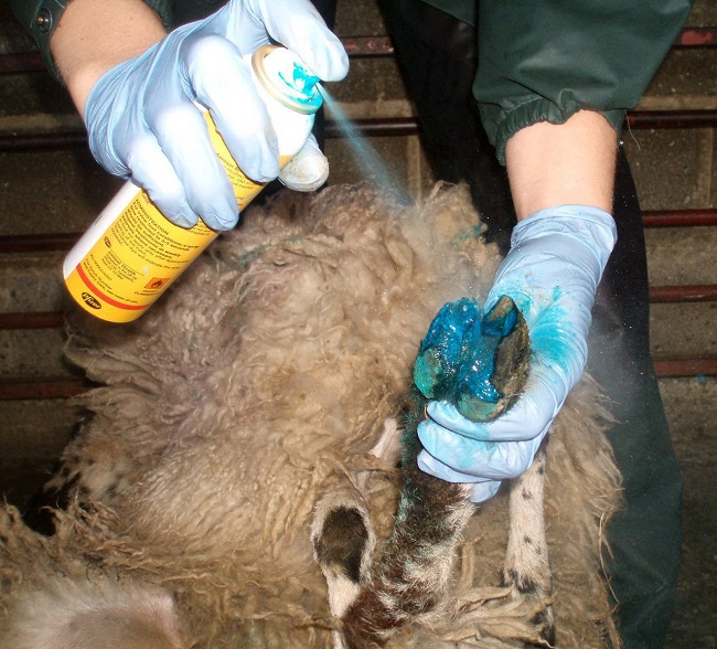 راه کارهای مهم جهت درمان بیماری آبسه پا گوسفندان