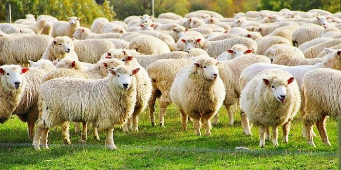 نفخ در گوسفندان باعث چه مشکلاتی میشود