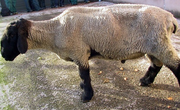 نفخ در گوسفندان و درمان آن چگونه است