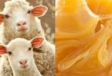 چربی پشم گوسفند چه کاربردی دارد