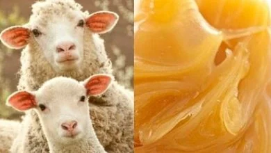 چربی پشم گوسفند چه کاربردی دارد