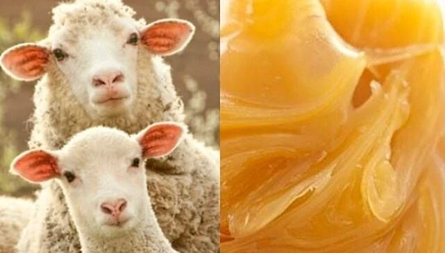 چربی پشم گوسفند چه کاربردی دارد