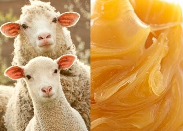 چربی پشم گوسفند چه کاربردی دارد