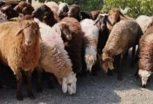 گوشت بره دارای چه مزایایی است
